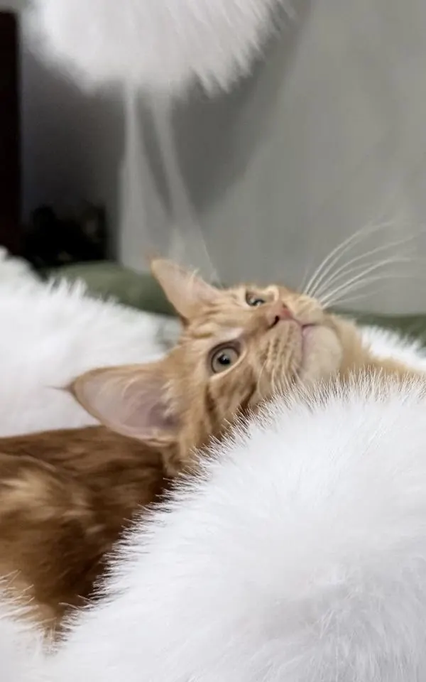 Питомец на когтеточке Alien Cat